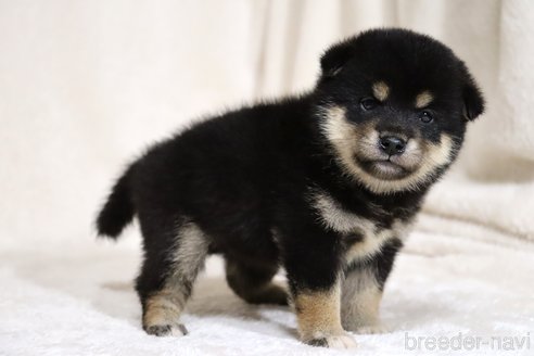 成約済の滋賀県の柴犬-334284の2枚目
