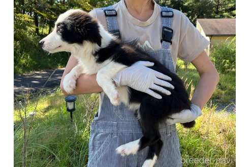 成約済の鹿児島県のボーダーコリー-329856の9枚目