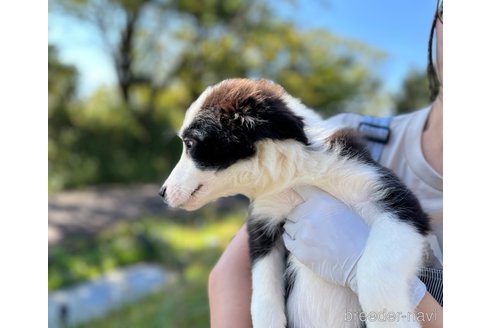 成約済の鹿児島県のボーダーコリー-329856の8枚目