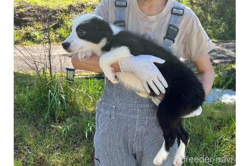 成約済の鹿児島県のボーダーコリー-332496の2枚目