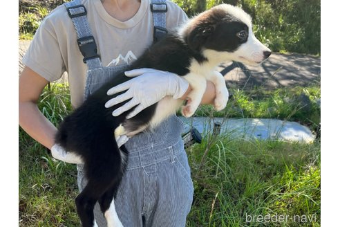 成約済の鹿児島県のボーダーコリー-332496の4枚目