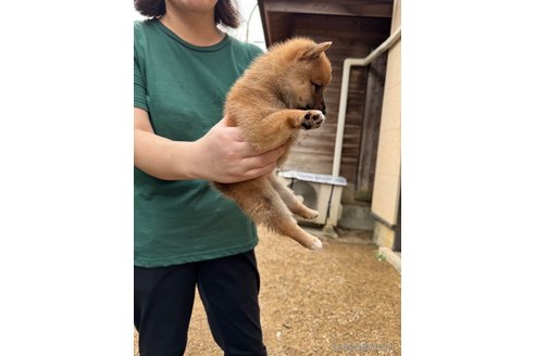 成約済の岐阜県の豆柴-341686の3枚目
