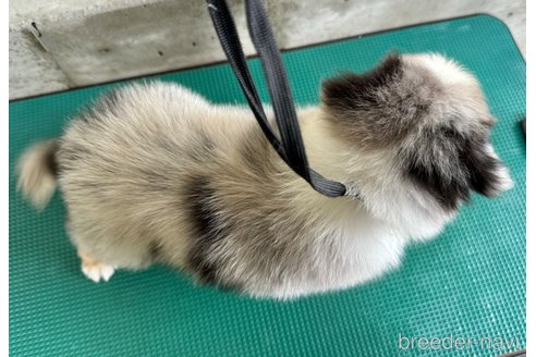 成約済の山梨県のオーストラリアンシェパード-341696の7枚目