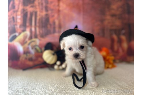 子犬