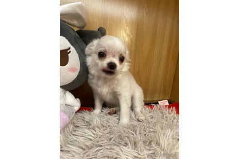 成約済の愛知県のチワワ(ロングコート)-341711の2枚目