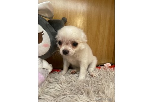 成約済の愛知県のチワワ(ロングコート)-341711の3枚目