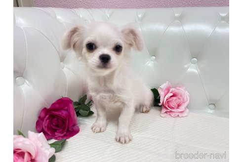 成約済の埼玉県のミックス犬-326077の3枚目