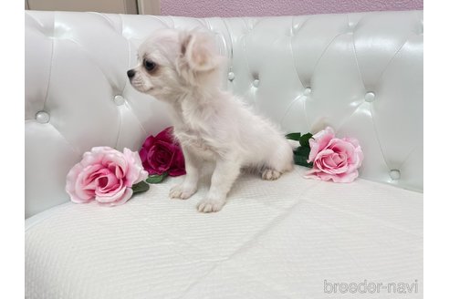 成約済の埼玉県のミックス犬-326077の4枚目