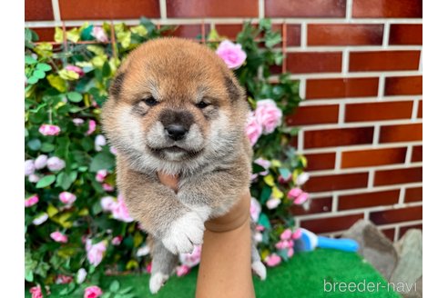 成約済の茨城県の柴犬-341745の10枚目