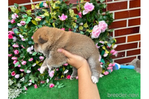 成約済の茨城県の柴犬-341745の12枚目