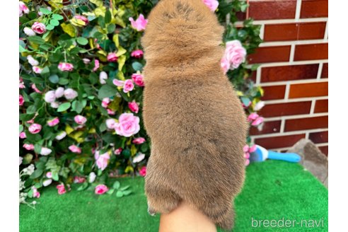 成約済の茨城県の柴犬-341745の9枚目