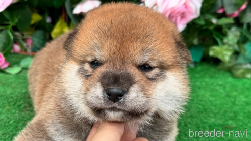 成約済の茨城県の柴犬-341745の8枚目