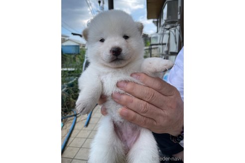 成約済の広島県の柴犬-341751の3枚目