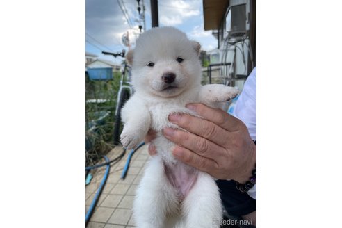 成約済の広島県の柴犬-341751の4枚目