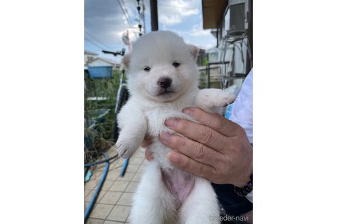 成約済の広島県の柴犬-341751の2枚目