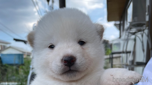 成約済の広島県の柴犬-341751の1枚目