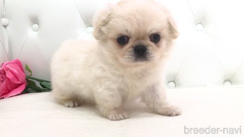 成約済の埼玉県のミックス犬-339075の3枚目