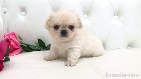 成約済の埼玉県のミックス犬-339075の4枚目