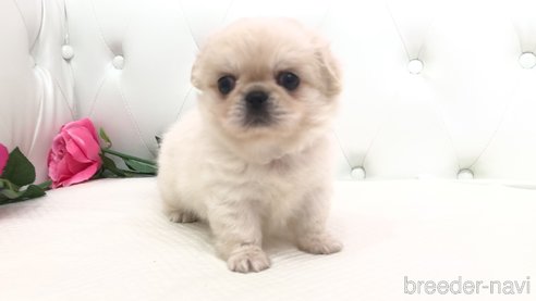 成約済の埼玉県のミックス犬-339075の5枚目