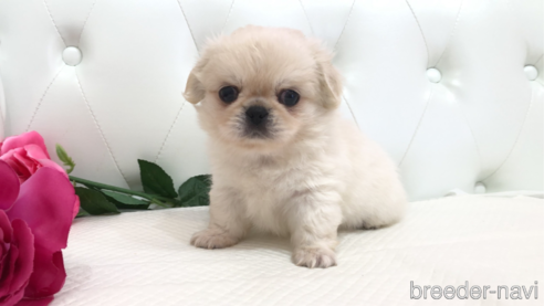 成約済の埼玉県のミックス犬-339075の1枚目