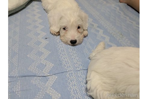 成約済の三重県のシーリハムテリア-337052の4枚目