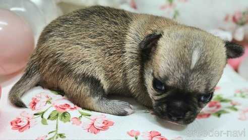 成約済の神奈川県のチワワ(スムースコート)-341532の2枚目