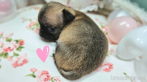成約済の神奈川県のチワワ(スムースコート)-341539の4枚目