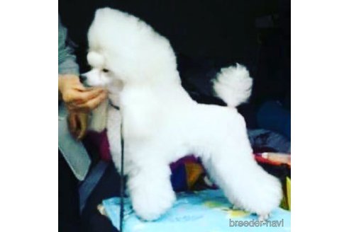 ののトイプードル-