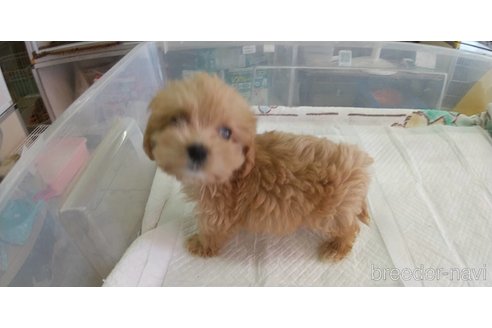 成約済の愛知県のマルプー:マルチーズ×トイプードル-333719の4枚目