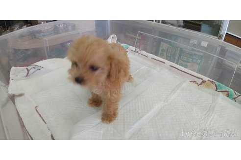 成約済の愛知県のマルプー:マルチーズ×トイプードル-333719の3枚目