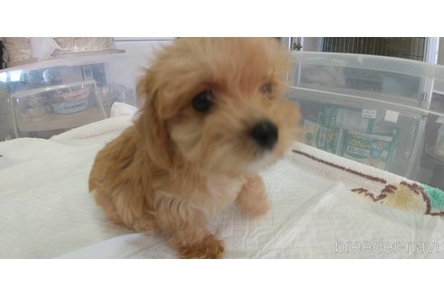 成約済の愛知県のマルプー:マルチーズ×トイプードル-333719の2枚目