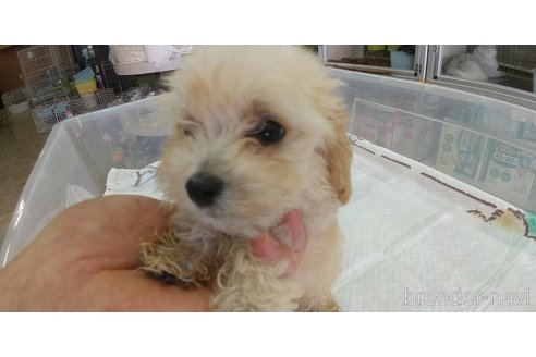 成約済の愛知県のマルプー:マルチーズ×トイプードル-333722
