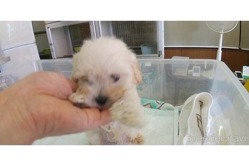 成約済の愛知県のマルプー:マルチーズ×トイプードル-333721の2枚目