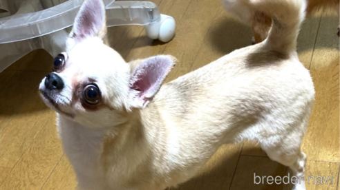 ミントちゃん1枚目