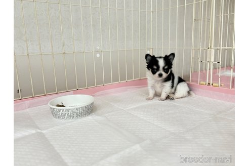 成約済の兵庫県のチワワ(ロングコート)-339294の3枚目