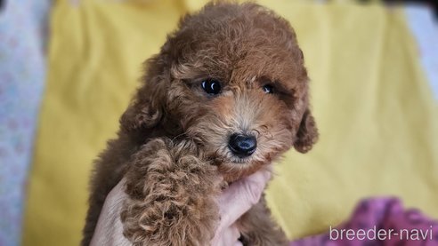 成約済の愛知県のトイプードル-329816の8枚目