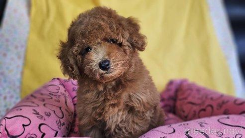 成約済の愛知県のトイプードル-329816の5枚目