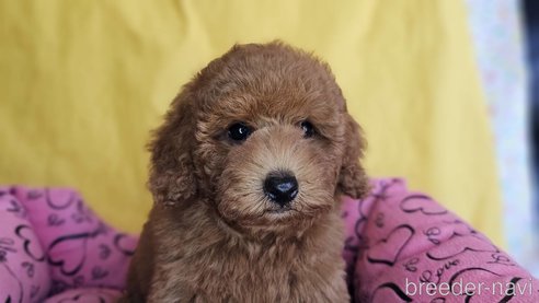 成約済の愛知県のトイプードル-329815の15枚目