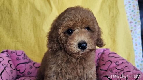 成約済の愛知県のトイプードル-329815の14枚目