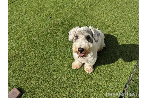 こりんちゃん1枚目