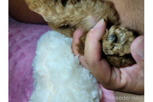成約済の福岡県のトイプードル-341812の4枚目