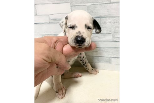 成約済の愛知県のダルメシアン-341821の3枚目