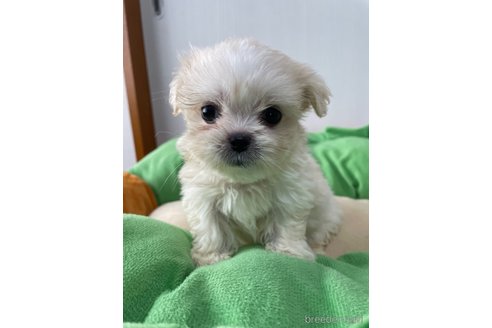 成約済の滋賀県のミックス犬-334566の7枚目