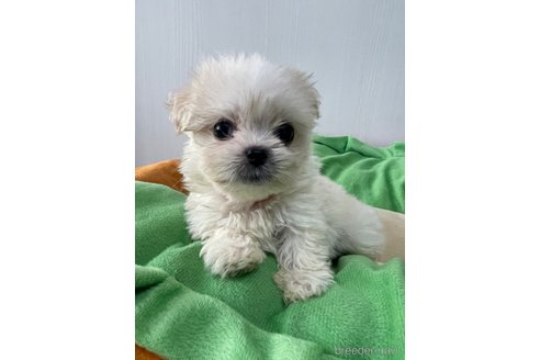 成約済の滋賀県のミックス犬-334566の9枚目