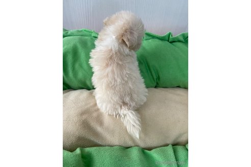 成約済の滋賀県のミックス犬-334566の10枚目