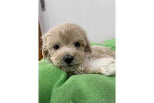 成約済の滋賀県のマルプー:マルチーズ×トイプードル-336192の15枚目