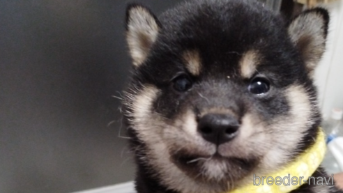 成約済の千葉県の柴犬-334770の5枚目