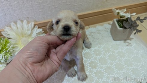 成約済の広島県のチワプー:チワワ×トイプードル-341841の127枚目