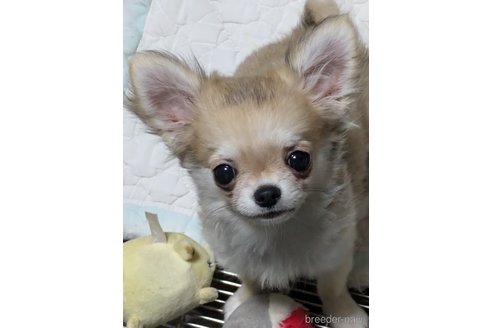 成約済の埼玉県のチワワ(ロングコート)-338517の3枚目
