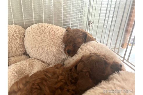 成約済の福岡県のティーカッププードル-337142の9枚目